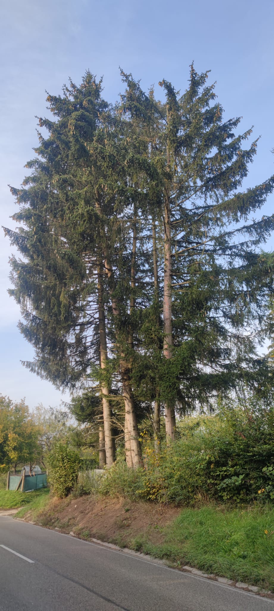Baumfällung im Bestand