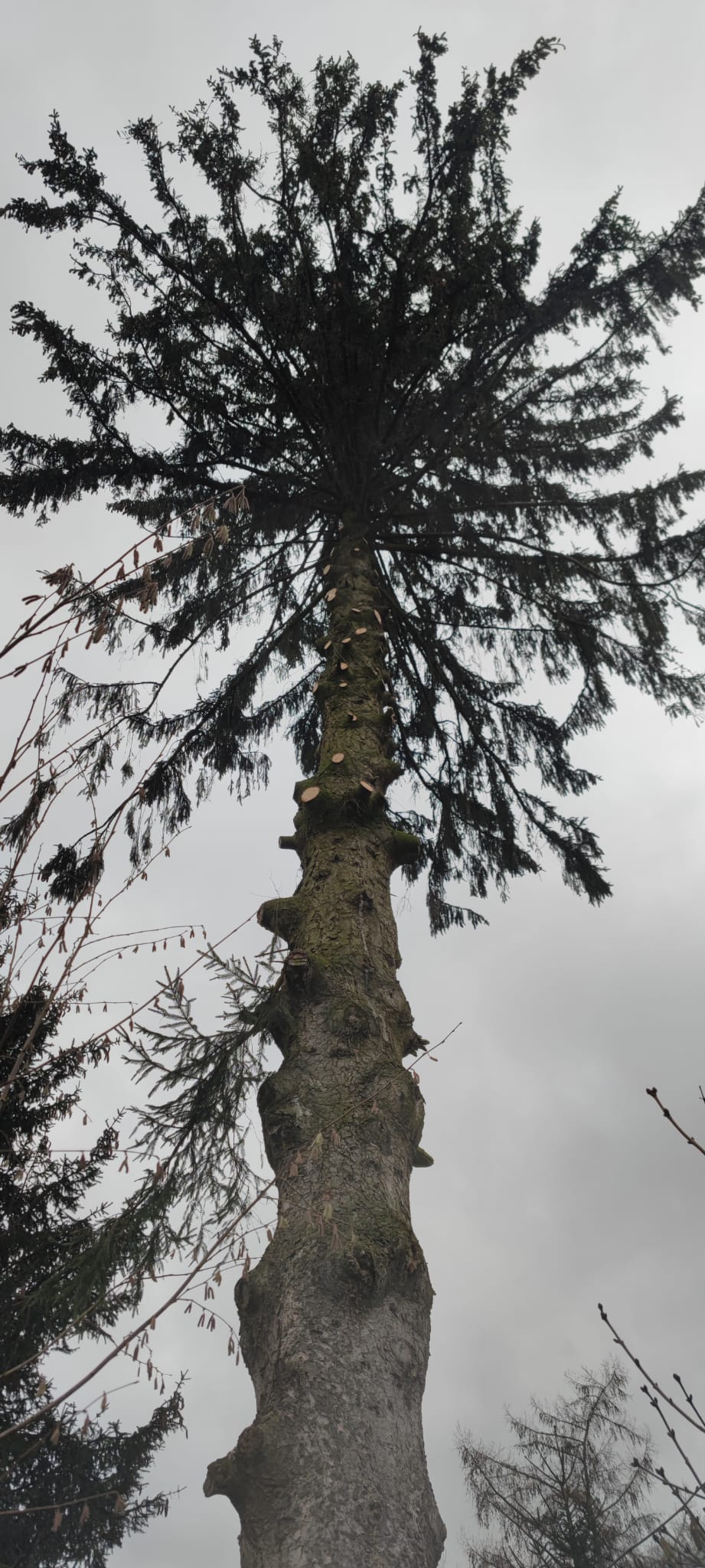 Stückweises Abtragen eines Baums